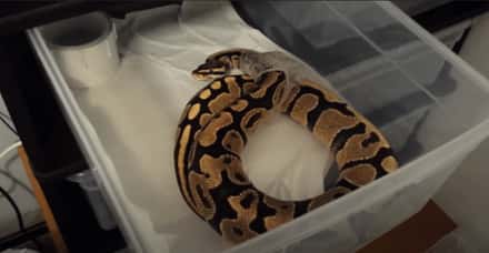 ball python shedding