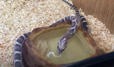 snake drinking water