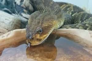 snake drinking water