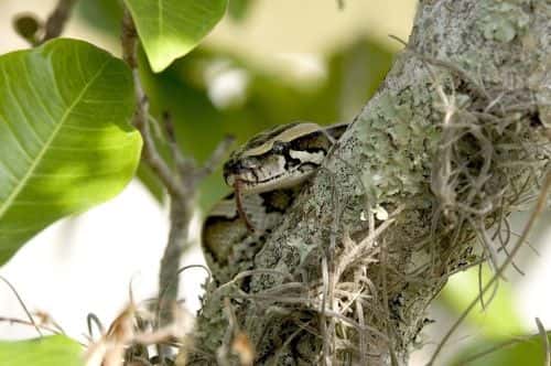 ball python on branch