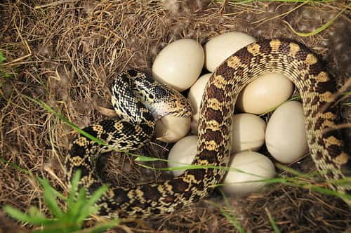 snake eating their own eggs