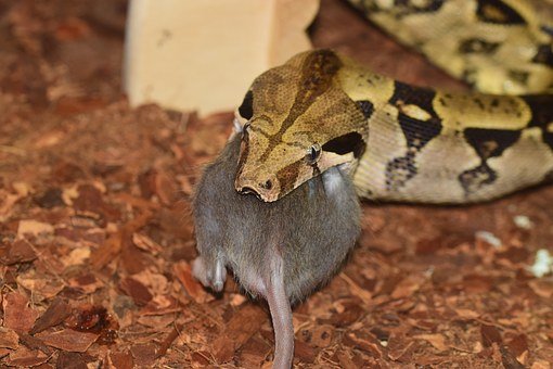 ball-python-eating-prey