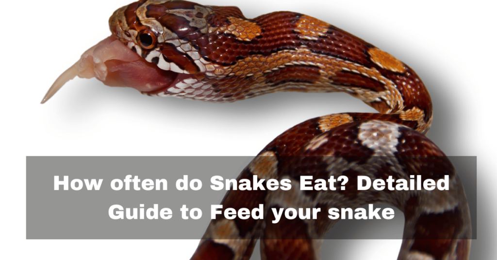 How often do Snakes eat?