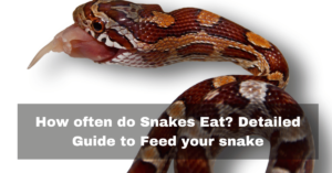 How-often-do-snakes-eat