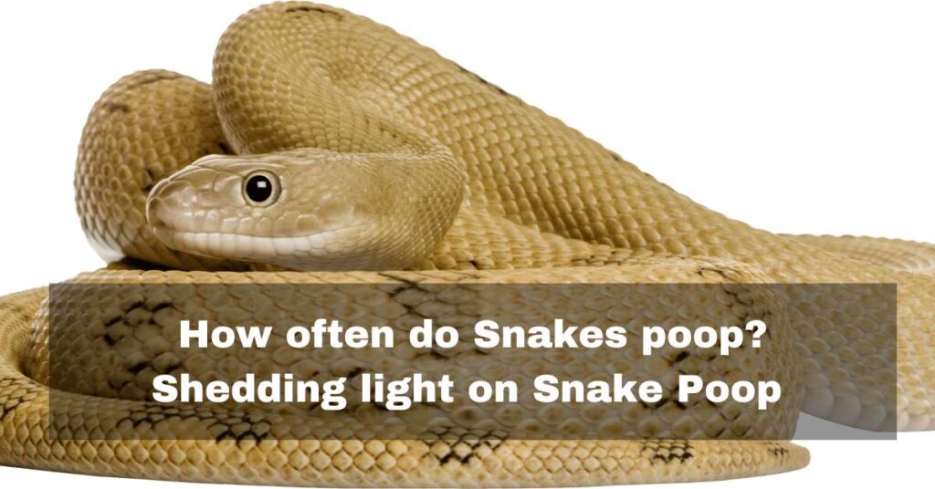 How often do snake poop