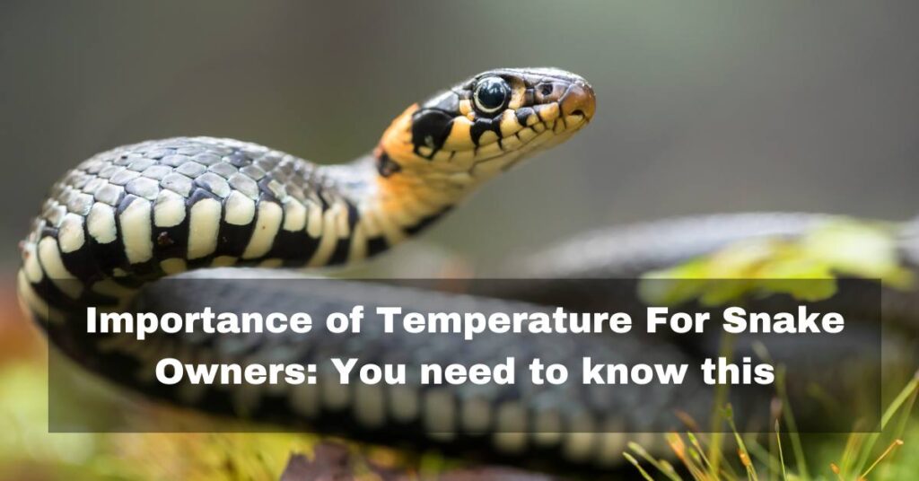 Importance of temperature for Snake owners