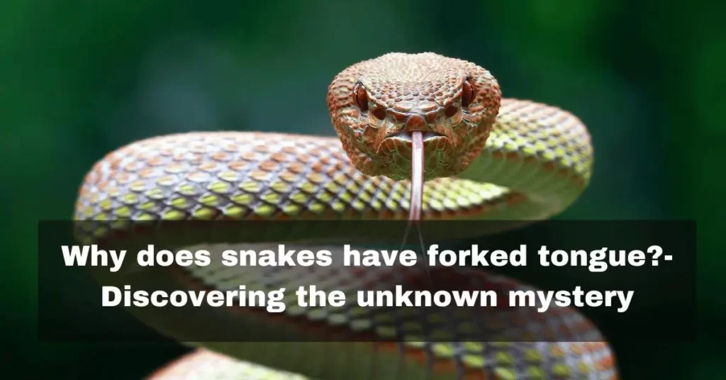 Why do snakes have forked tongue