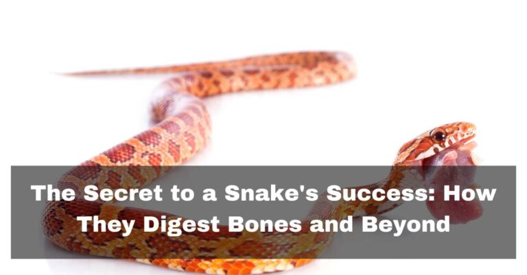 how do snakes digest bones