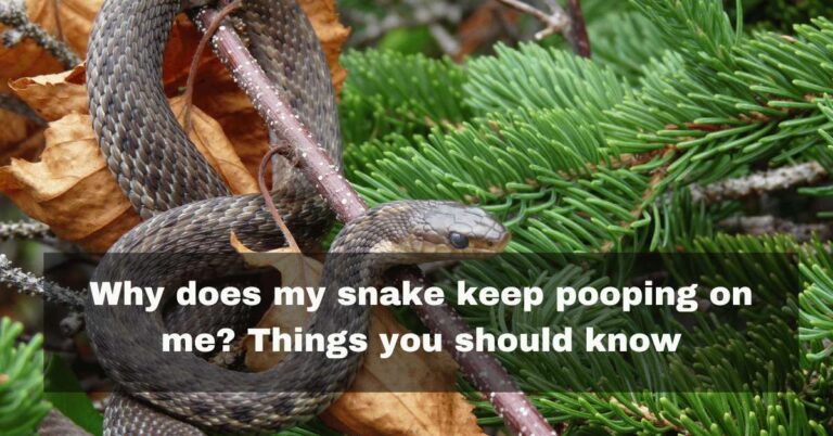 Why snake pooping on me?